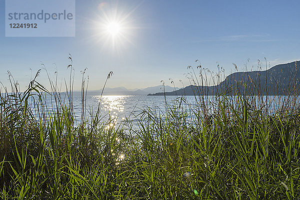 Schilf entlang des Ufers mit Sonnenschein über dem Gardasee (Lago di Garda) in Garda in Venetien  Italien