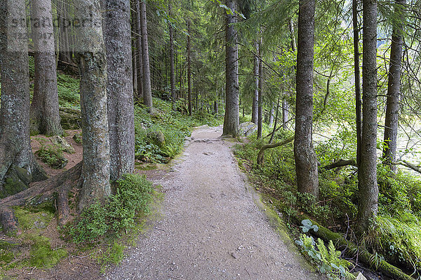 Uferweg am Großen Arbersee  Bayerisch Eisenstein im Bayerischen Wald in Bayern  Deutschland