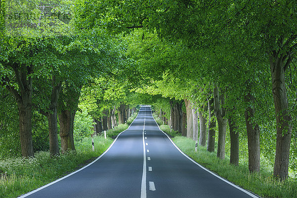 Von Linden beschattete Allee im Frühling auf der Insel Rügen in Mecklenburg-Vorpommern  Deutschland