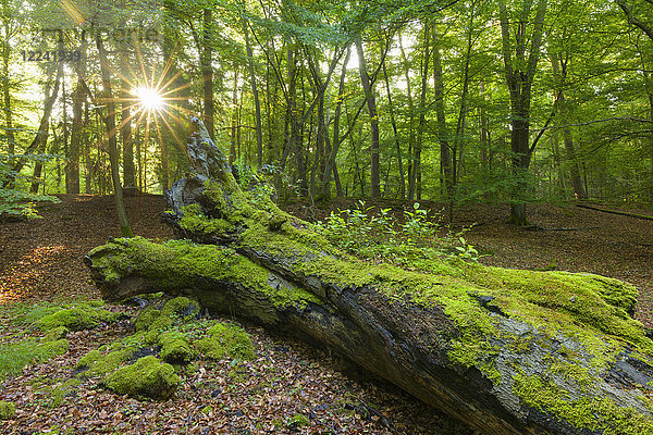 Alter  umgestürzter  mit Moos bedeckter Baumstamm in einem Wald mit Sonne  die durch die Bäume scheint  in Hessen  Deutschland