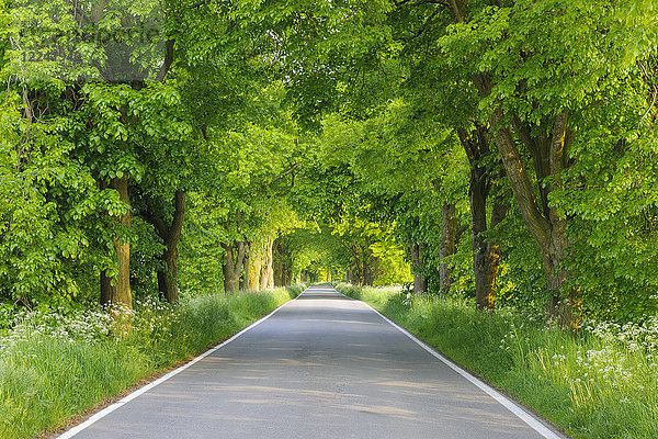 Getupftes Sonnenlicht auf einer von Linden gesäumten Allee im Frühling auf der Insel Rügen  Mecklenburg Vorpommern  Deutschland