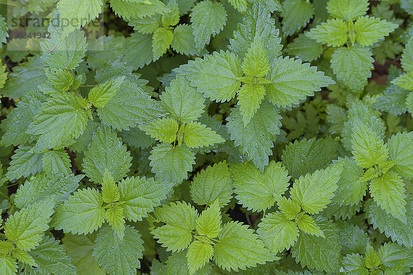 Nahaufnahme der Brennnessel (Urtica dioica) bei Neuschönau im Nationalpark Bayerischer Wald in Bayern  Deutschland