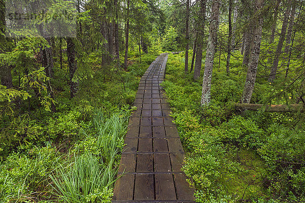 Waldspaziergang nach Regen in Spiegelau im Nationalpark Bayerischer Wald in Bayern  Deutschland