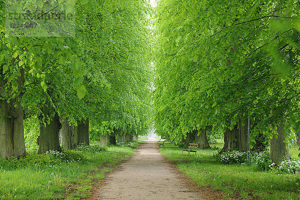 Von Linden gesäumter Spazierweg im Frühling auf der Insel Rügen in Mecklenburg-Vorpommern  Deutschland