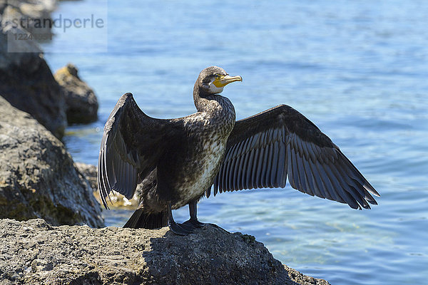 Schwarzer Kormoran (Phalacrocorax carbo) auf Felsen stehend und mit ausgebreiteten Flügeln am Gardasee (Lago di Garda) in Venetien  Italien