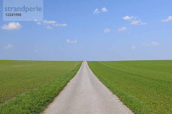 Straße durch ein Getreidefeld an einem sonnigen Tag im Frühling im Burgenland  Österreich