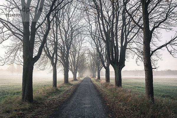 Von Kastanienbäumen gesäumte Straße an einem nebligen Herbstmorgen in Hessen  Deutschland