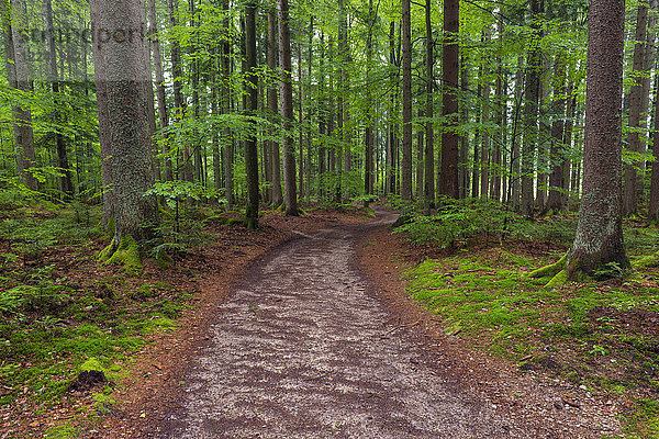 Waldweg nach Regen bei Spiegelau im Nationalpark Bayerischer Wald in Bayern  Deutschland