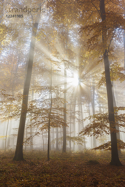 Sonnenstrahlen im Rotbuchenwald (Fagus sylvatica) im Herbst  Spessart  Bayern  Deutschland