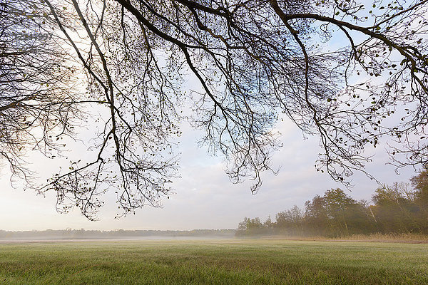 Baumzweige über einer nebligen Wiese an einem Herbstmorgen in Hessen  Deutschland
