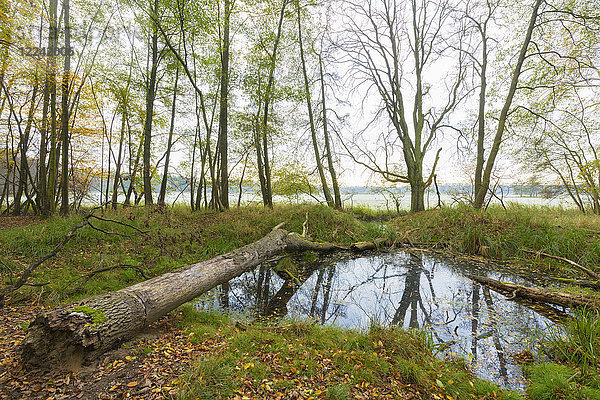 Teich mit umgestürztem Baum im Wald im Herbst in Hessen  Deutschland