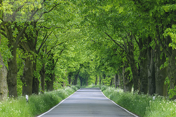 Von Linden gesäumte Straße im Frühling auf der Insel Rügen in Mecklenburg-Vorpommern  Deutschland