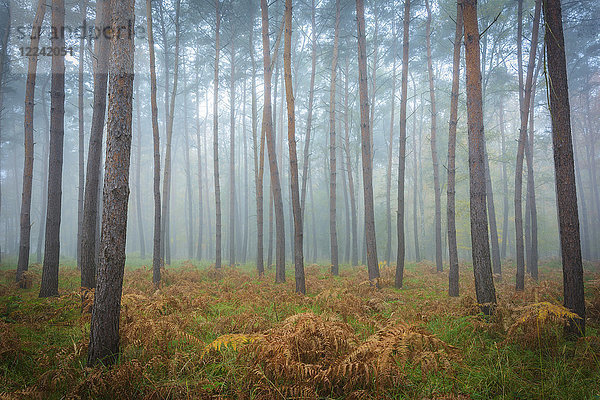 Baumstämme in einem Kiefernwald an einem nebligen Morgen im Herbst in Hessen  Deutschland