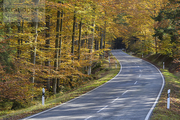 Waldweg im Herbst bei Spiegelau im Nationalpark Bayerischer Wald in Bayern  Deutschland