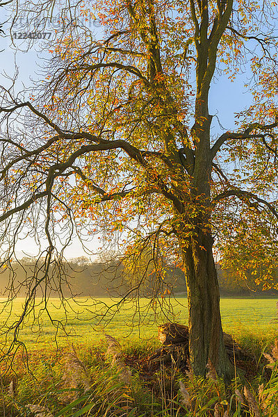 Kahle Äste und Blätter eines Kastanienbaums auf einer nebligen Wiese im Morgenlicht im Herbst in Hessen  Deutschland