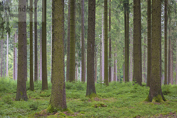 Fichtenwald  Naturverjüngung  Odenwald  Hessen  Deutschland