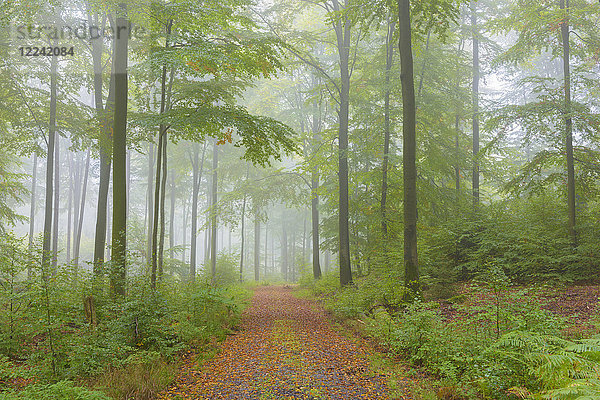 Pfad im Buchenwald an einem nebligen Herbstmorgen  Naturpark  Spessart  Bayern  Deutschland