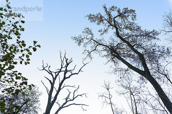 Blick auf die Silhouette kahler Bäume gegen einen blauen Himmel im Wald in Hessen  Deutschland