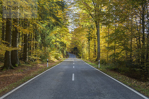 Waldweg im Herbst bei Spiegelau im Nationalpark Bayerischer Wald in Bayern  Deutschland