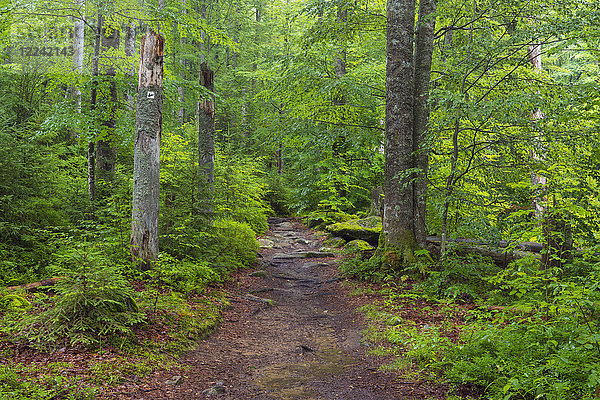 Weg durch den Wald nach Regen bei Waldhauser im Nationalpark Bayerischer Wald in Bayern  Deutschland