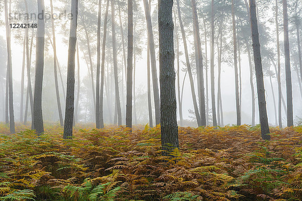Kiefernwald an einem nebligen Morgen im Herbst in Hessen  Deutschland