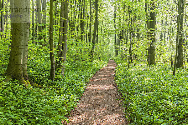 Getupftes Sonnenlicht auf einem Wanderweg in einem Buchenwald im Frühling in Bad Langensalza im Nationalpark Hainich in Thüringen  Deutschland