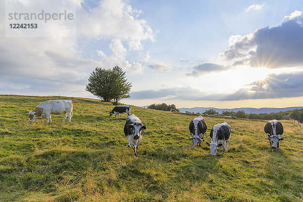 Eine Kuhherde auf der Weide  während die Sonne am späten Nachmittag über die Felder bei Le Markstein in den Vogesen im Haut Rhin  Elsass  Frankreich  scheint
