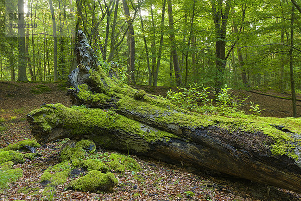 Alter  umgestürzter  mit Moos bedeckter Baumstamm in einem Wald in Hessen  Deutschland