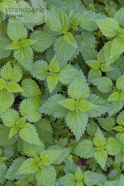 Nahaufnahme der Brennnessel (Urtica dioica) bei Neuschönau im Nationalpark Bayerischer Wald in Bayern  Deutschland