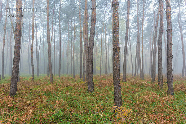 Nahaufnahme von Baumstämmen in einem Kiefernwald an einem nebligen Morgen im Herbst in Hessen  Deutschland