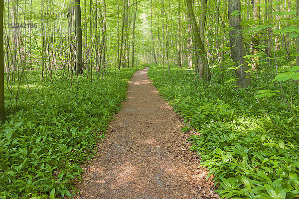 Gedämpftes Licht auf einem Wanderweg in einem Buchenwald im Frühling in Bad Langensalza im Nationalpark Hainich in Thüringen  Deutschland