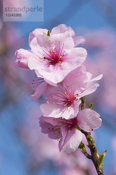 Nahaufnahme eines Zweigs mit rosa Mandelblüten im Frühling an einem sonnigen Tag in Deutschland