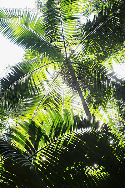 Nahaufnahme der Unterseite von Palmen im Gegenlicht der Sonne in Australien