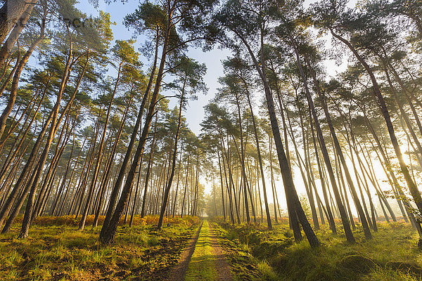 Weg durch silhouettierte Bäume in einem Kiefernwald an einem nebligen  sonnigen Morgen in Hessen  Deutschland
