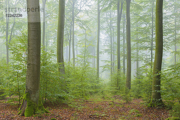 Buchenwald an einem nebligen Morgen im Herbst  Naturpark  Spessart  Bayern  Deutschland