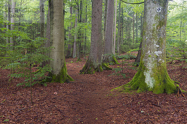Waldweg nach Regen bei Spiegelau im Nationalpark Bayerischer Wald in Bayern  Deutschland