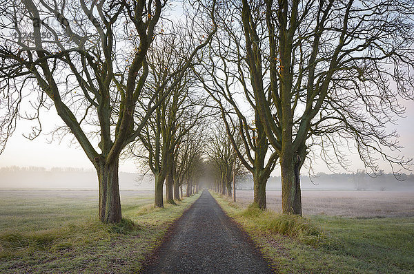 Von Kastanienbäumen gesäumte Straße an einem nebligen Herbstmorgen in Hessen  Deutschland