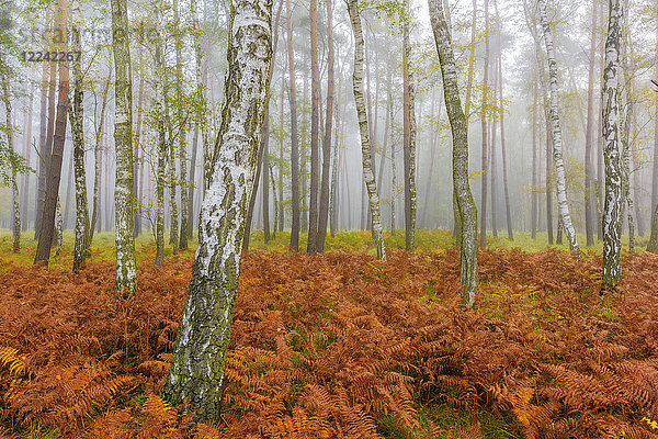 Baumstämme in einem Birkenwald im Herbst in Hessen  Deutschland