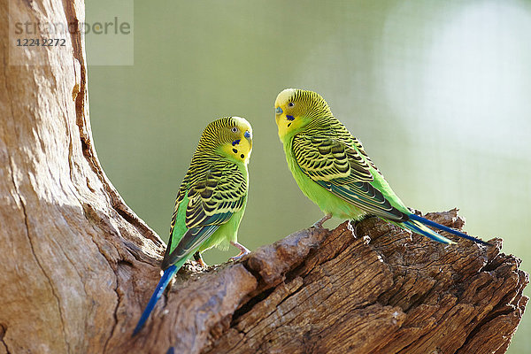 Zwei Wellensittiche  Melopsittacus undulatus  Victoria  Australien