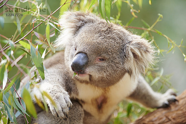 Koala  Phascolarctos cinereus  Victoria  Australien
