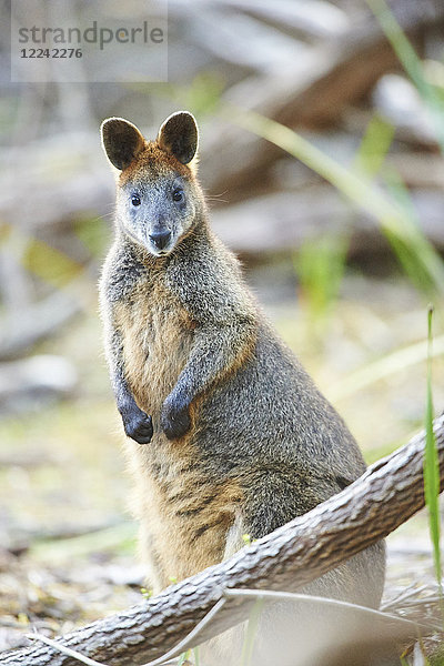 Sumpfwallaby  Wallabia bicolor  Victoria  Australien