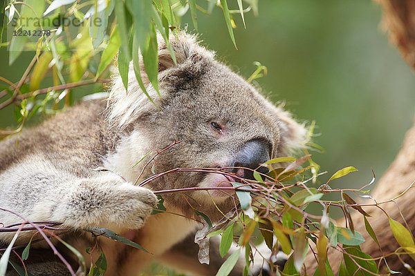 Koala  Phascolarctos cinereus  Victoria  Australien