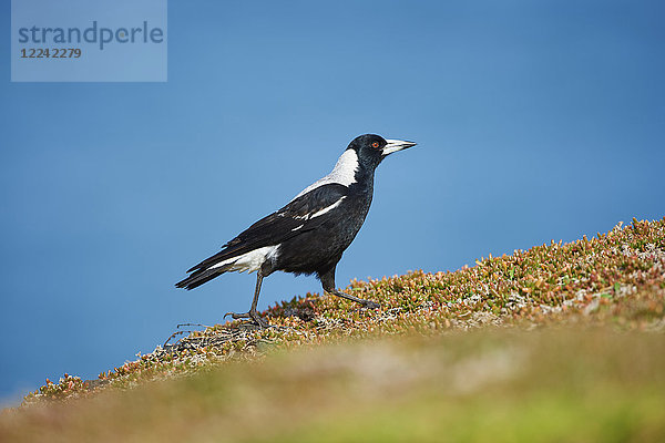 Flötenvogel  Cracticus tibicen  Victoria  Australien