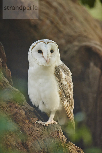 Schleiereule  Tyto alba  Victoria  Australien