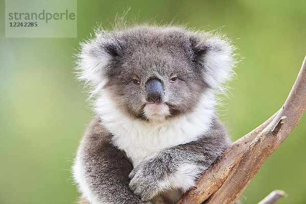 Koala  Phascolarctos cinereus  Victoria  Australien