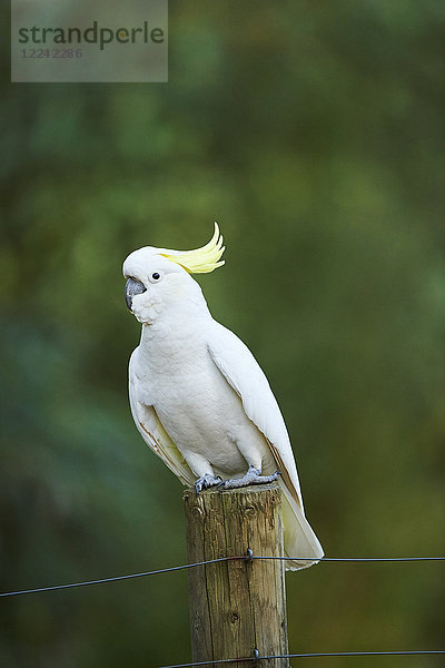 Gelbhaubenkakadu  Cacatua galerita  Dandenong-Ranges-Nationalpark  Victoria  Australien