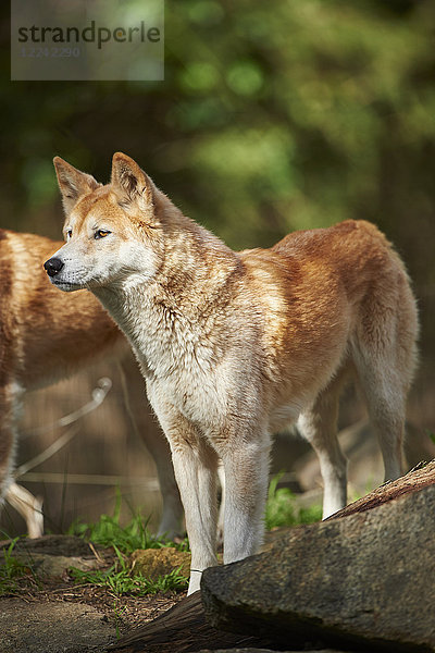 Dingo  Canis lupus dingo  Victoria  Australien