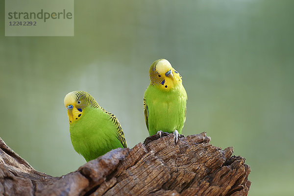 Zwei Wellensittiche  Melopsittacus undulatus  Victoria  Australien