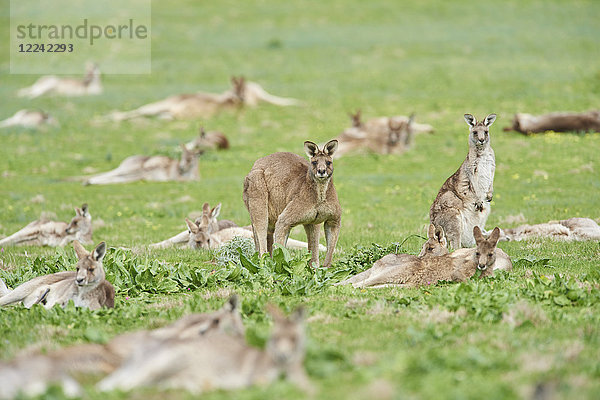 Östliche graue Riesenkängurus  Macropus giganteus  Victoria  Australien