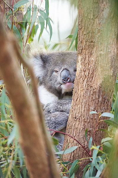 Koala  Phascolarctos cinereus  Victoria  Australien